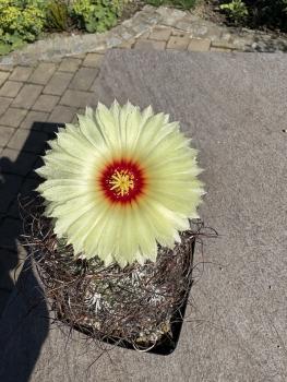 Astrophytum senile